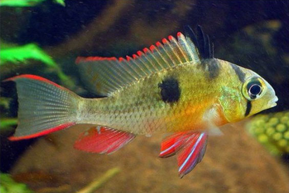 Dwarf Bolivian Cichlid