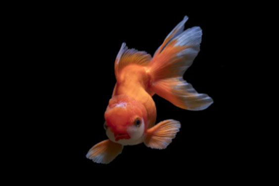 A Complete Care Guide for Fancy Goldfish