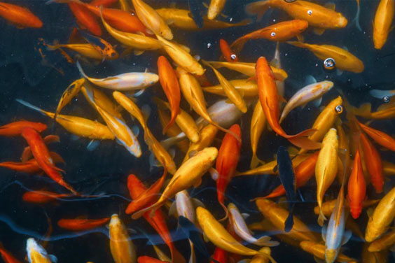 A Complete Care Guide for Fancy Goldfish