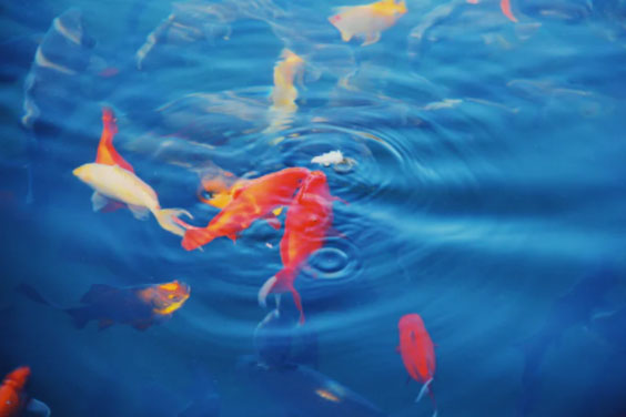 Fancy goldfish swimming for food