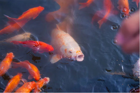 Feeding Fancy Goldfish