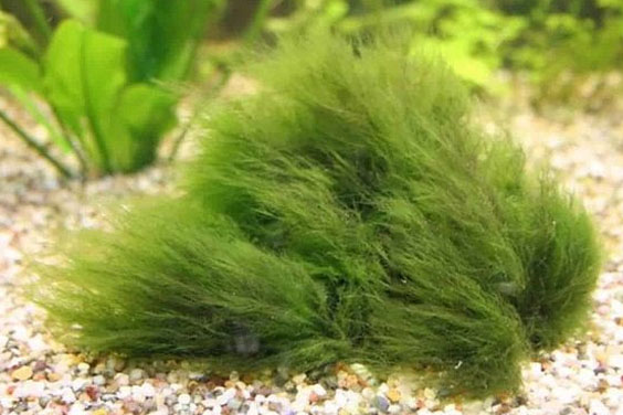 Fish Tank Algae