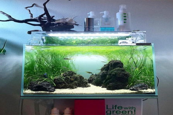 Fish Tank Cleaning Essentials