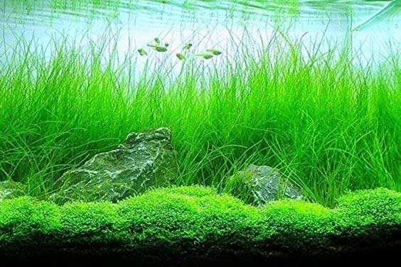 Fish Tank Vegetation