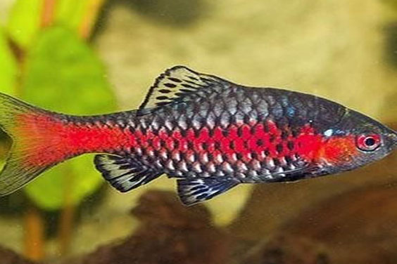 Freshwater Aquarium Barbs