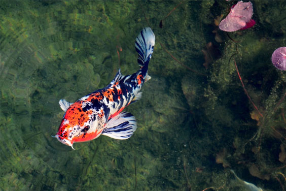 Koi Fish in a Pond