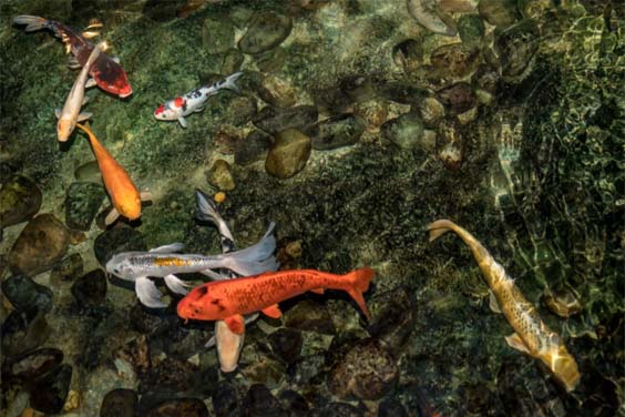 Koi Pond