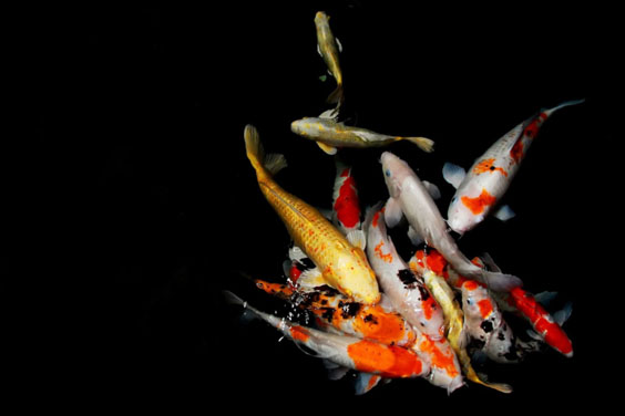 Koi Pond