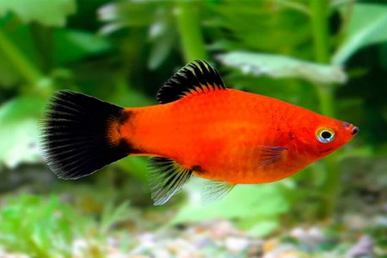 Red Wagtail Platy in a Freshwater Aquarium