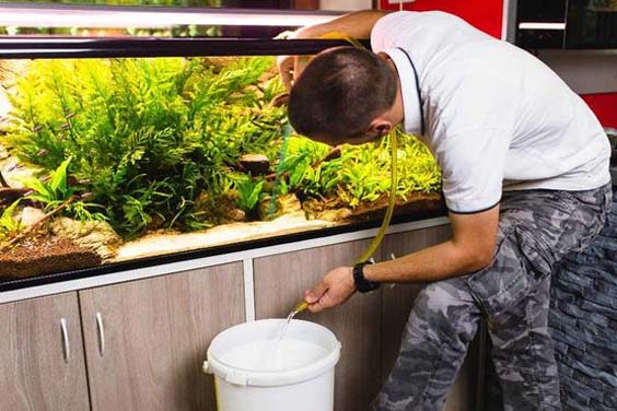 Substrate Vacuuming a Fish Tank