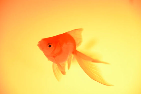 a fancy goldfish swimming