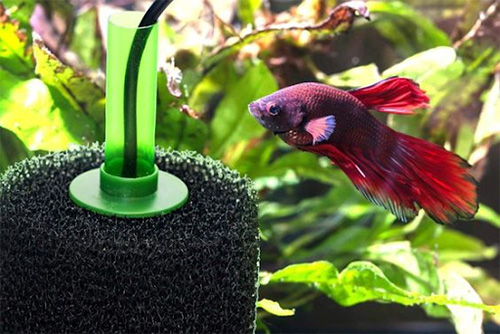 How to Set Up Aquarium Filter: A Full Guide