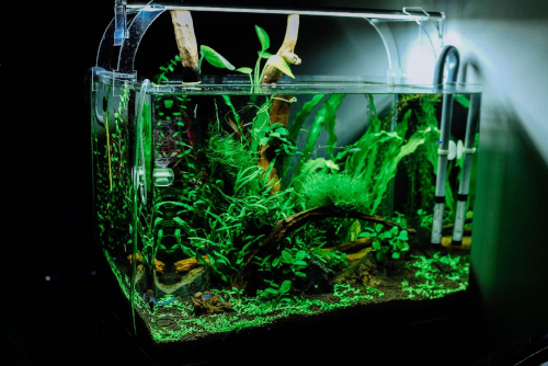 Aquarium