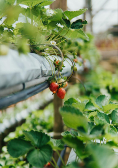 Aquaponics