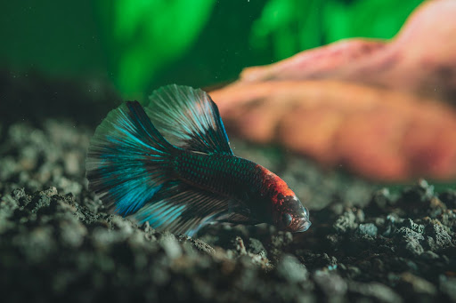 a fish in aquarium