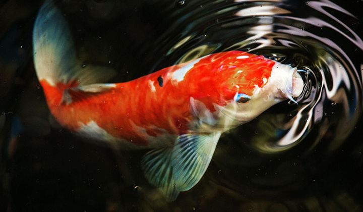 How to Breed Koi Fish: A Full Guide