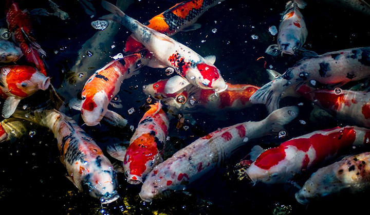 How to Breed Koi Fish: A Full Guide