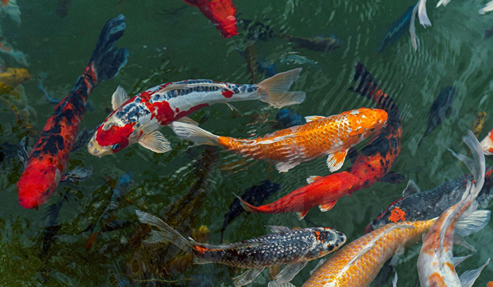 4. Koi Fish Breeding Made Easy