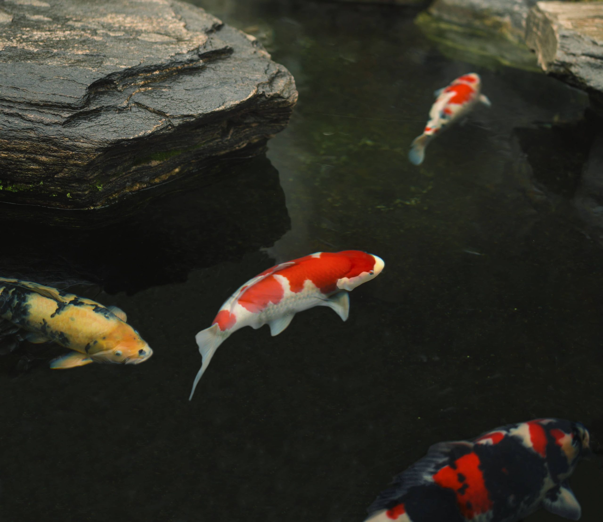 Achieving Pristine Clarity: A Comprehensive Guide to Crystal Clear Koi ...