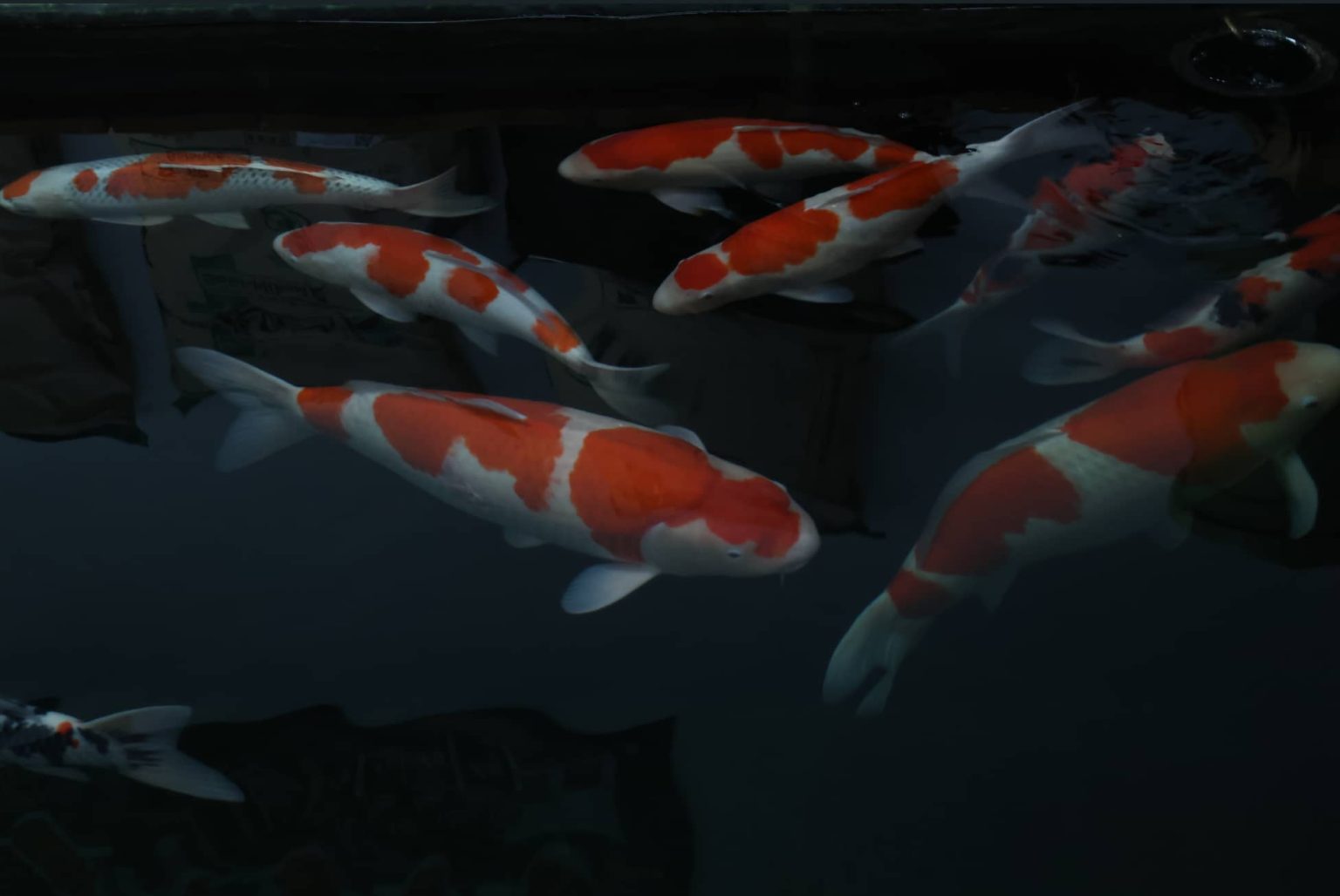 The Ultimate Guide to Koi Fish Care Nurturing Serenity in Your Water